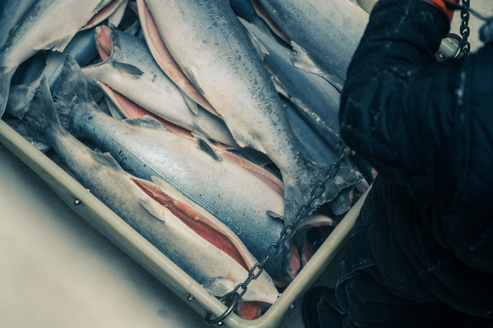 Stunning Quota Feeding Thawed Frozen Fish image