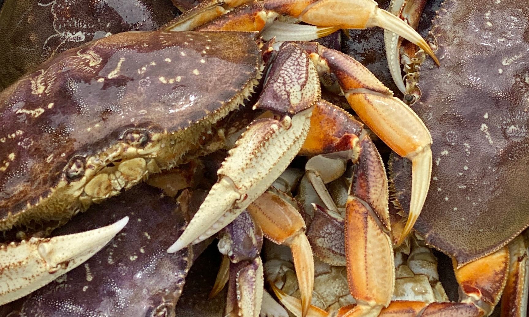 Dungeness crabs