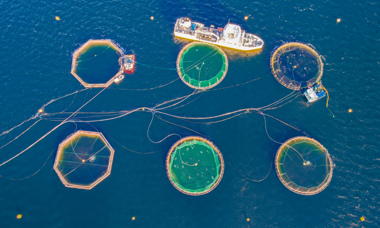 Negative impact of salmon farming