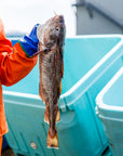 Wild Alaska Cod