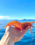 Fresh wild Alaskan spot prawn held above the ocean