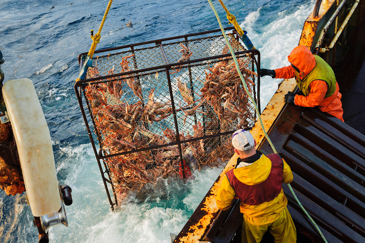 fishermen hauling up a crab pot
