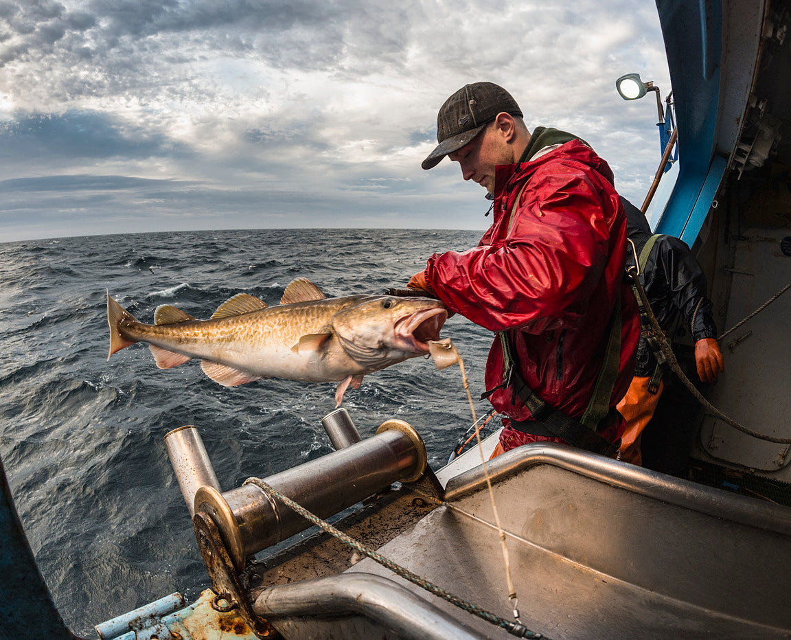 fishermen pulling up a wild pacific cod on a boat in the ocean
