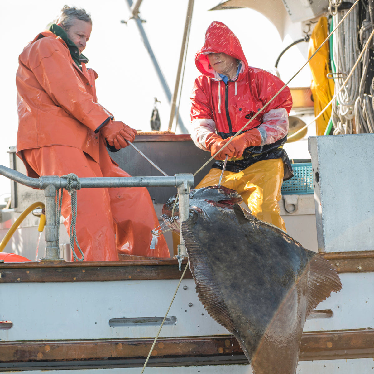 The Changing Pacific Halibut Fishery: What You Should Know