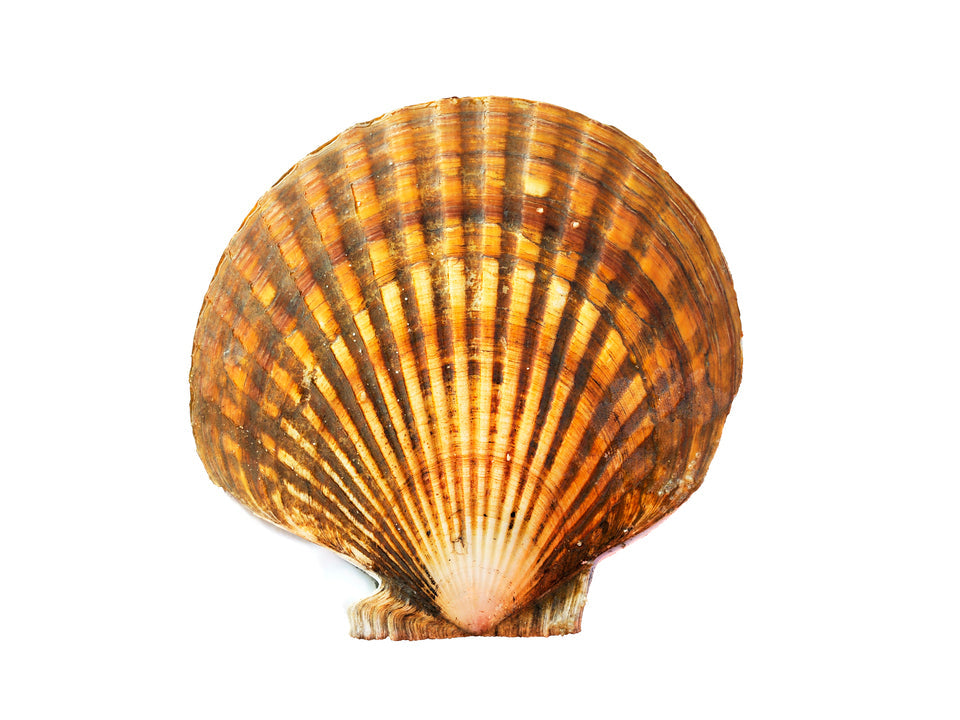 alaska weathervane scallop shell