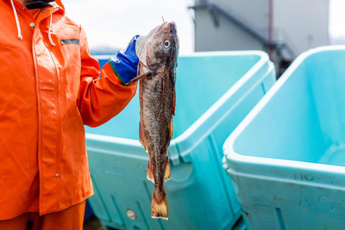 Pacific Cod Hunting Wild Pacific Cod vs David’s Cod | Premier Catch