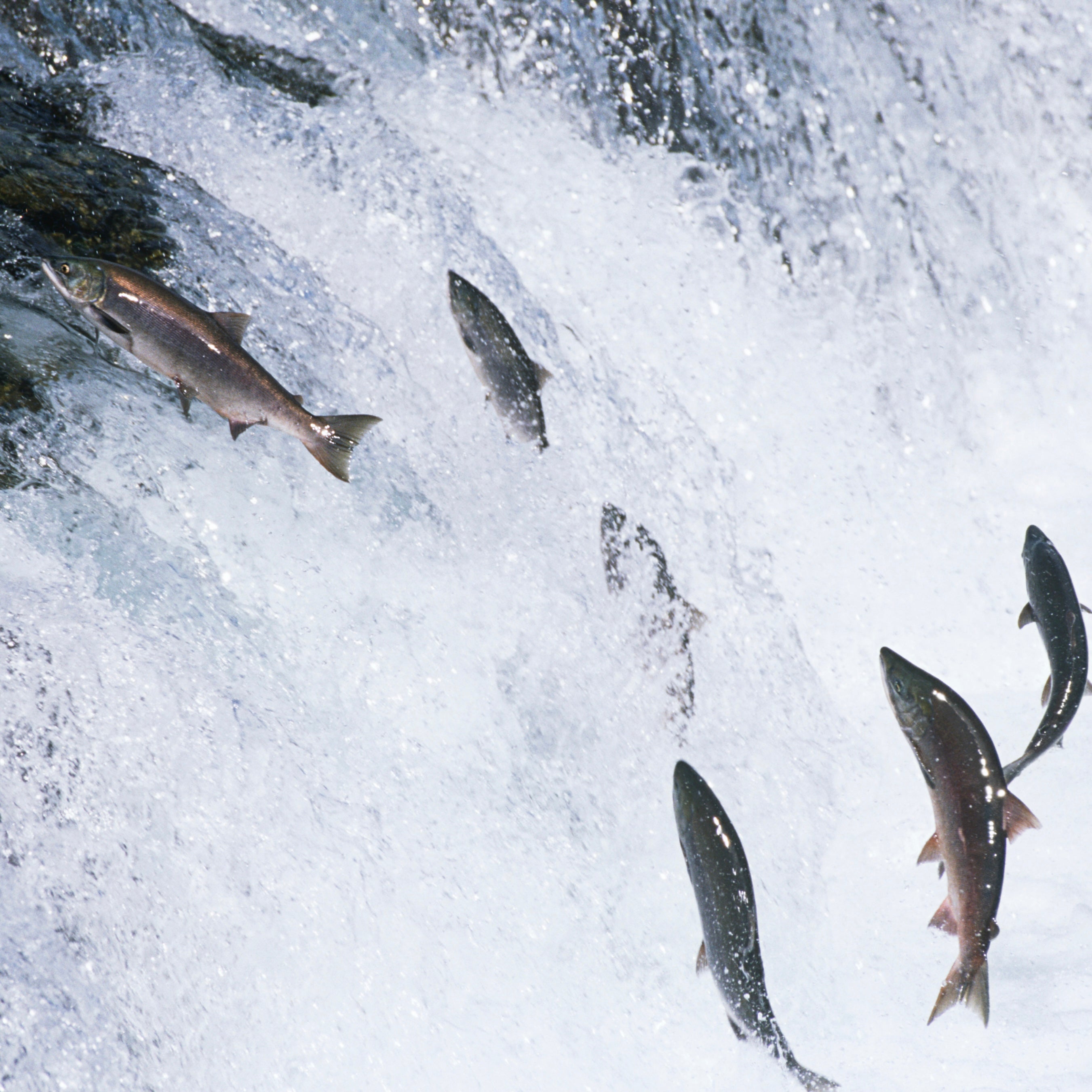 Salmon: Small Fish with a Big Role in the Ecosystem