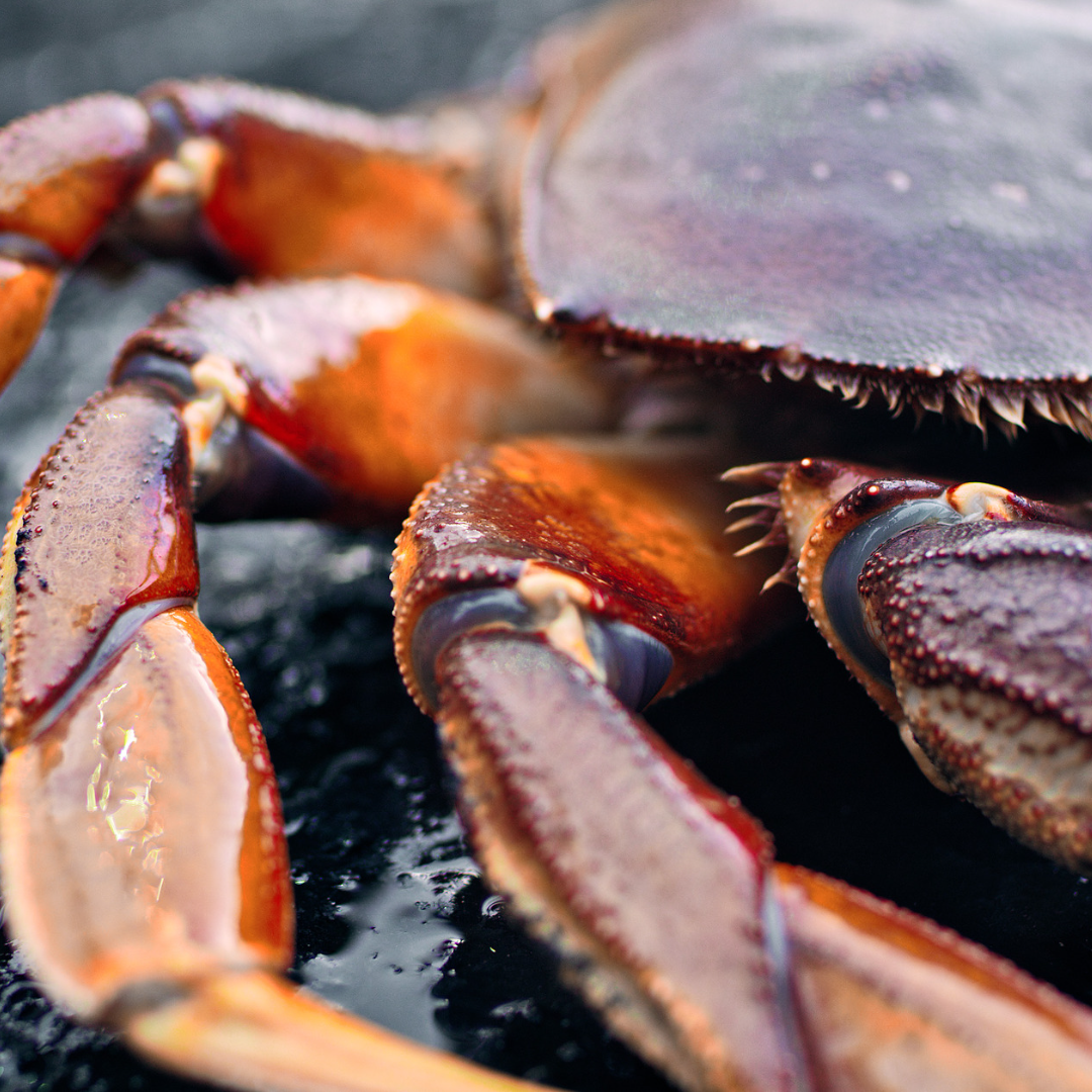 up close image of a dugeness crab