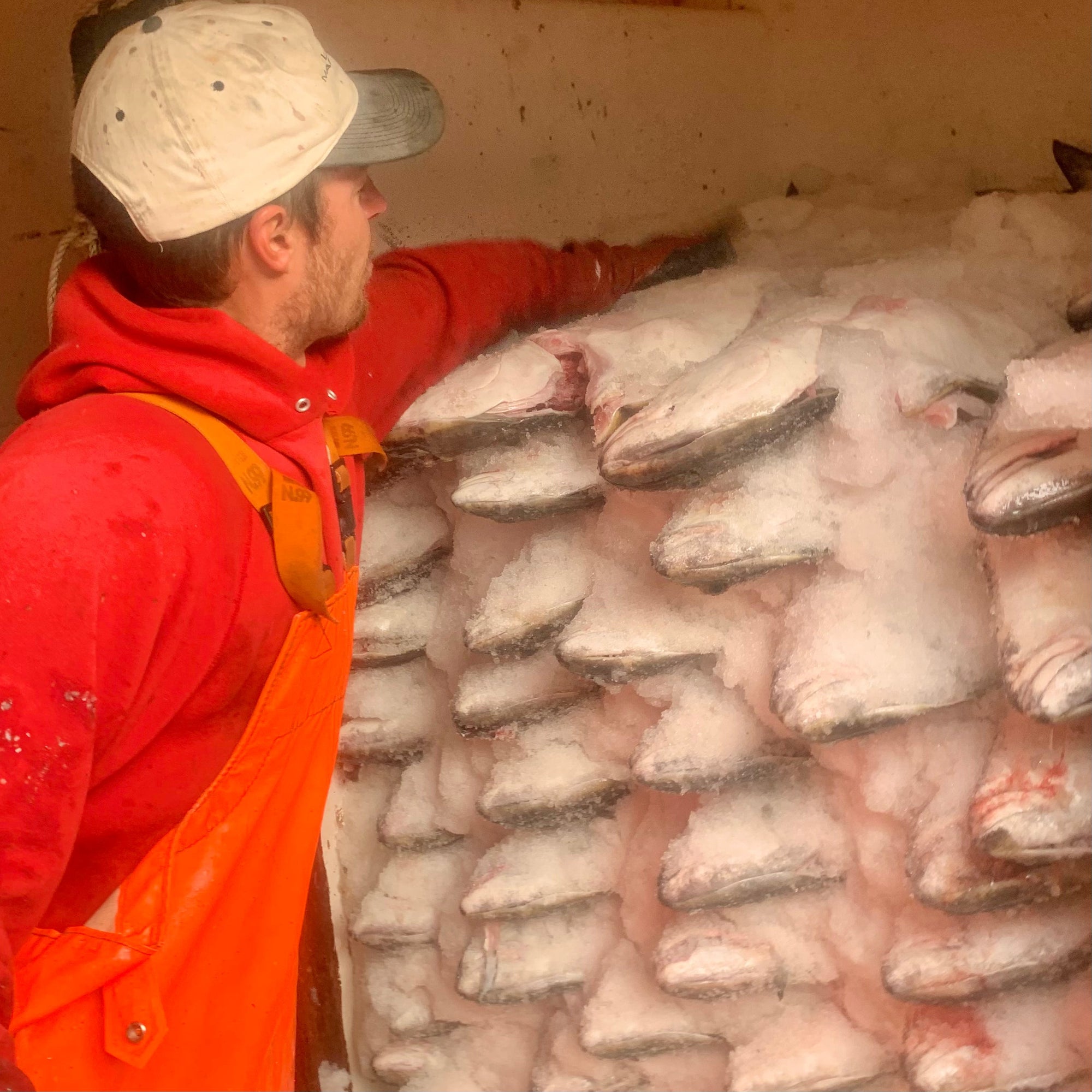 frozen halibut in hold on fishing boat