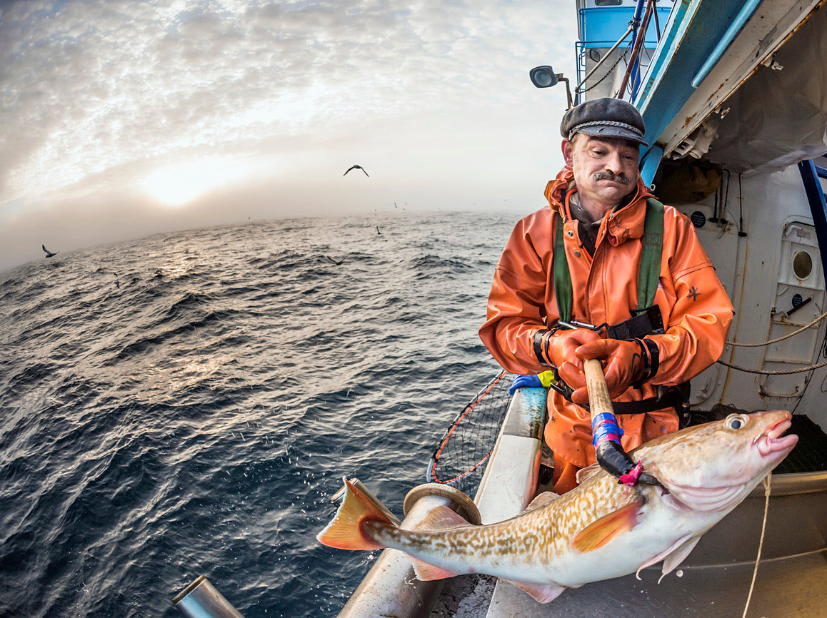 fisherman catching cod on a boat in the ocean