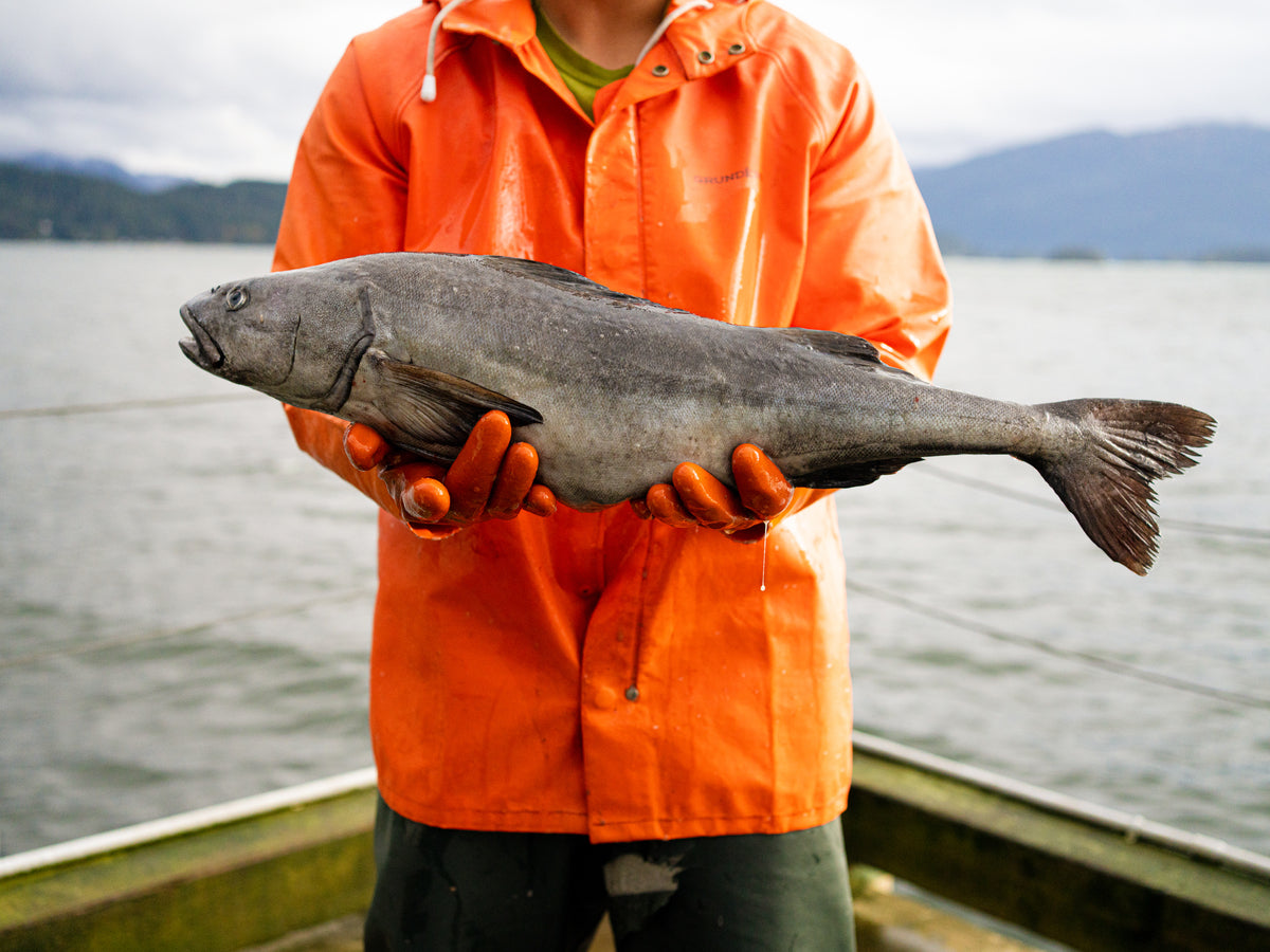 fishermen holding a black cod