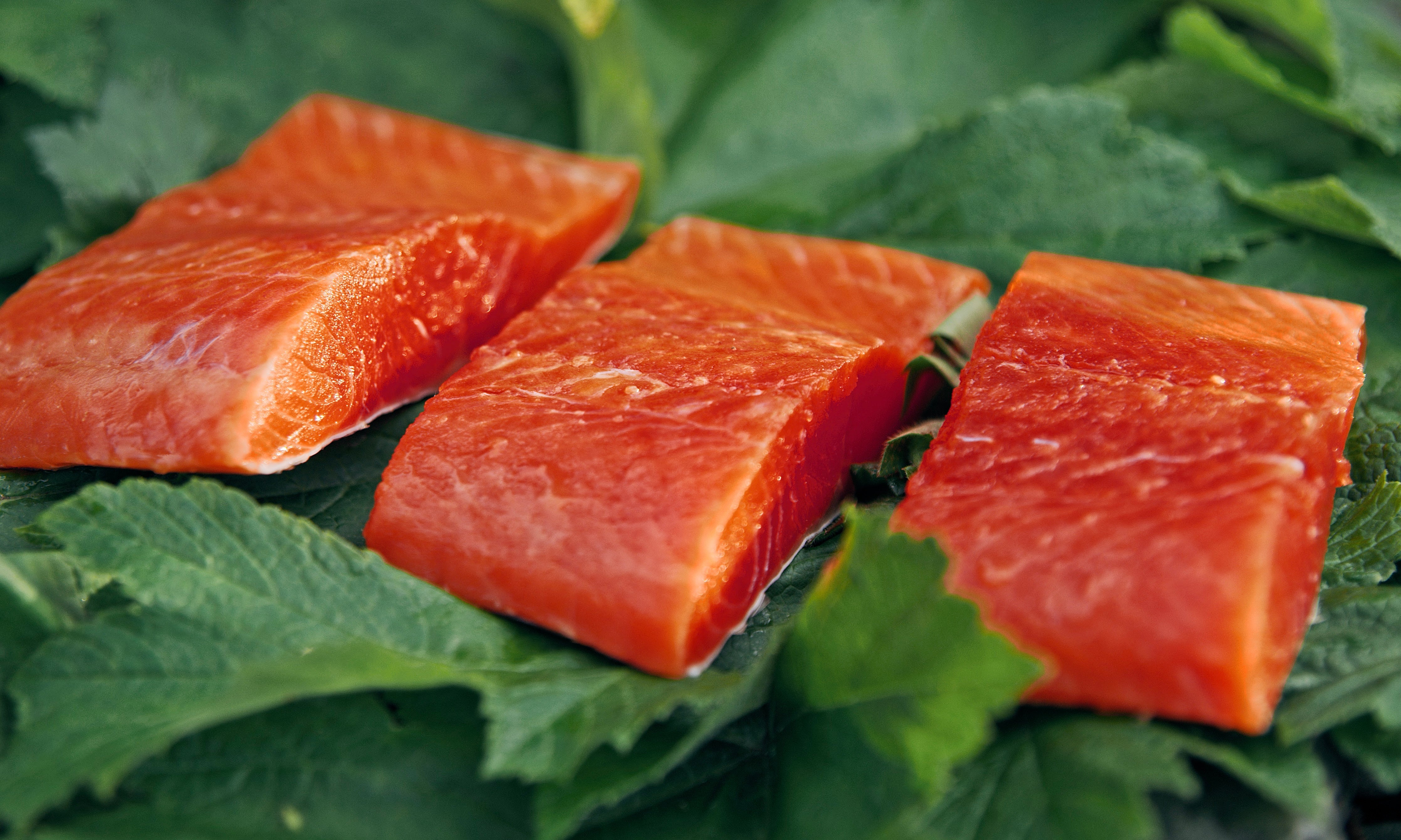 Wild Salmon Types