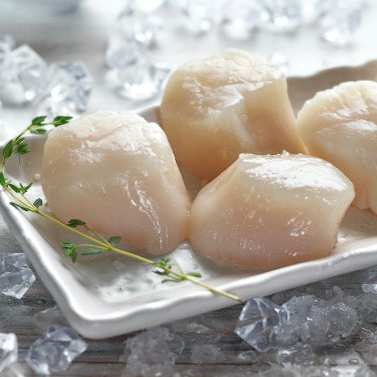 Alaska weathervane scallops on a white plate with ice cubes on a gray surface